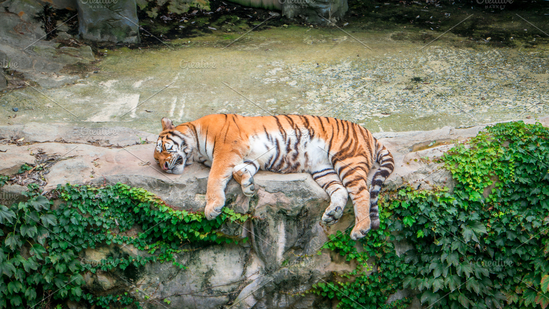 Tiger lying on the ground, sleep or has rest, in zoo or nature, horizontal, an Animal Photo by iuliia_n