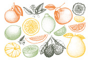 Vector Citrus Fruit Sketch Set, a Food Illustration by Yevheniia (Thumbnail 3 of 6)