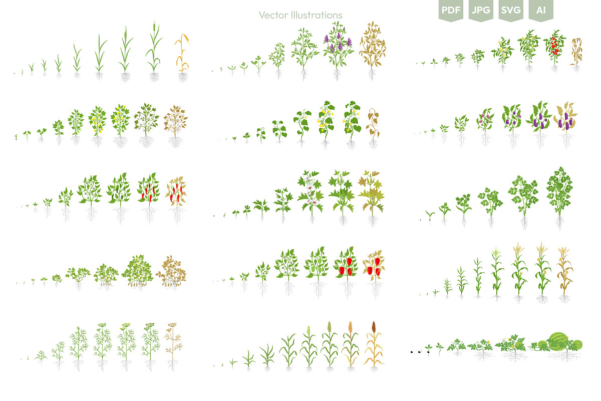 Stages of Plant Growth set, an Education Illustration by Ilia Design (Photo 3 of 7)