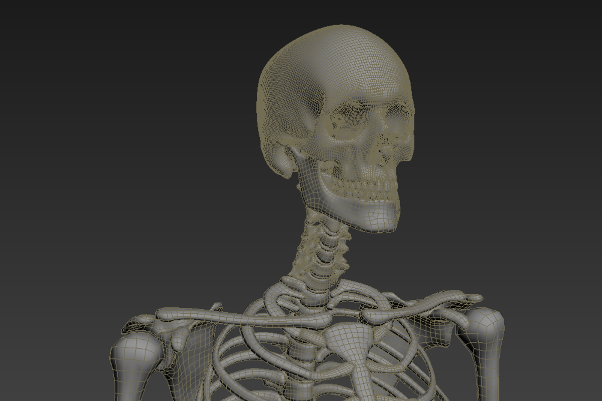 Human skeleton rigged, a Characters & Person 3D Model by konstantin.ermolaev (Photo 17 of 27)
