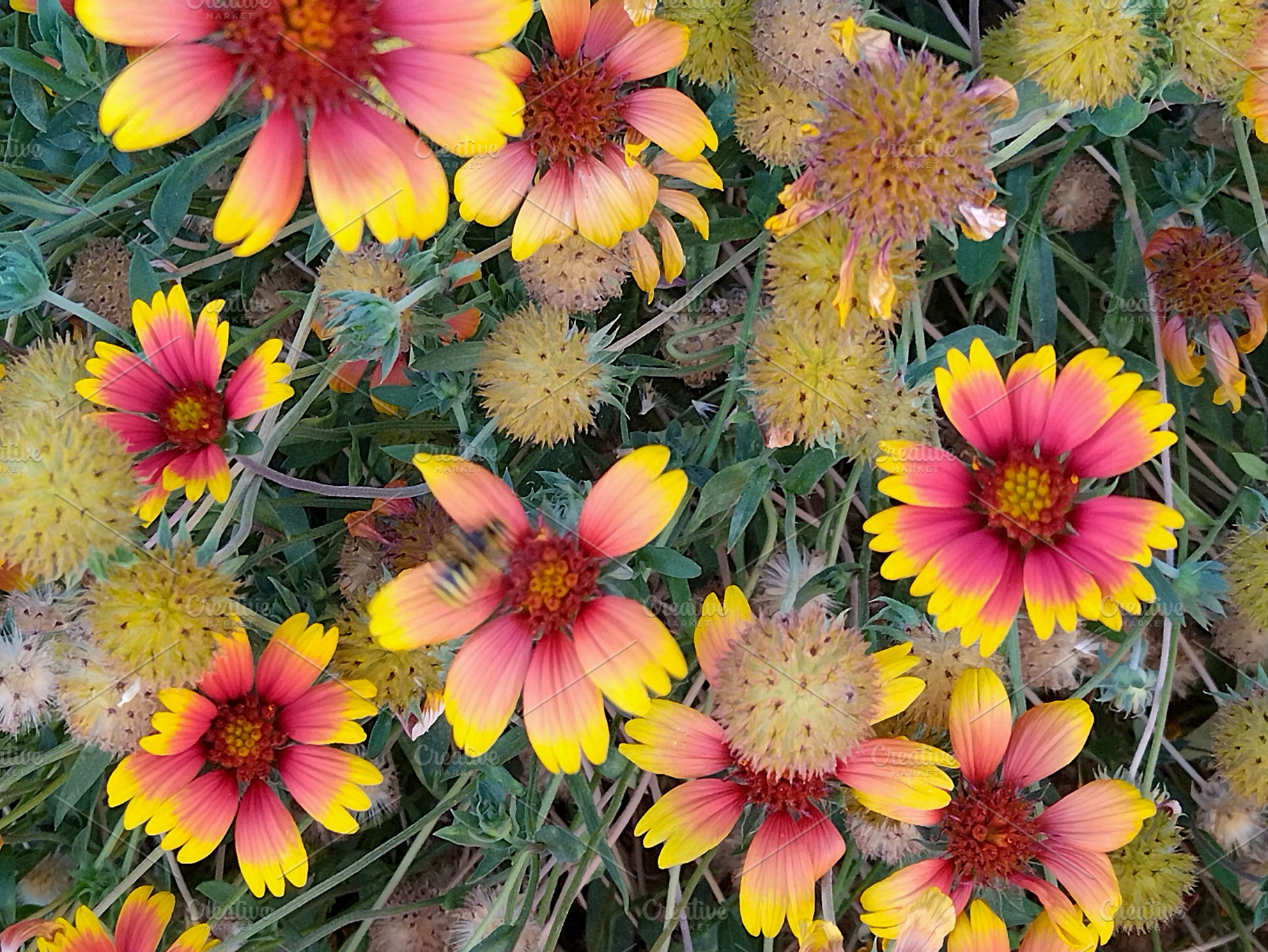 Bright gaillardia flowers in full bloom, a Nature Photo by DanFLCreativo