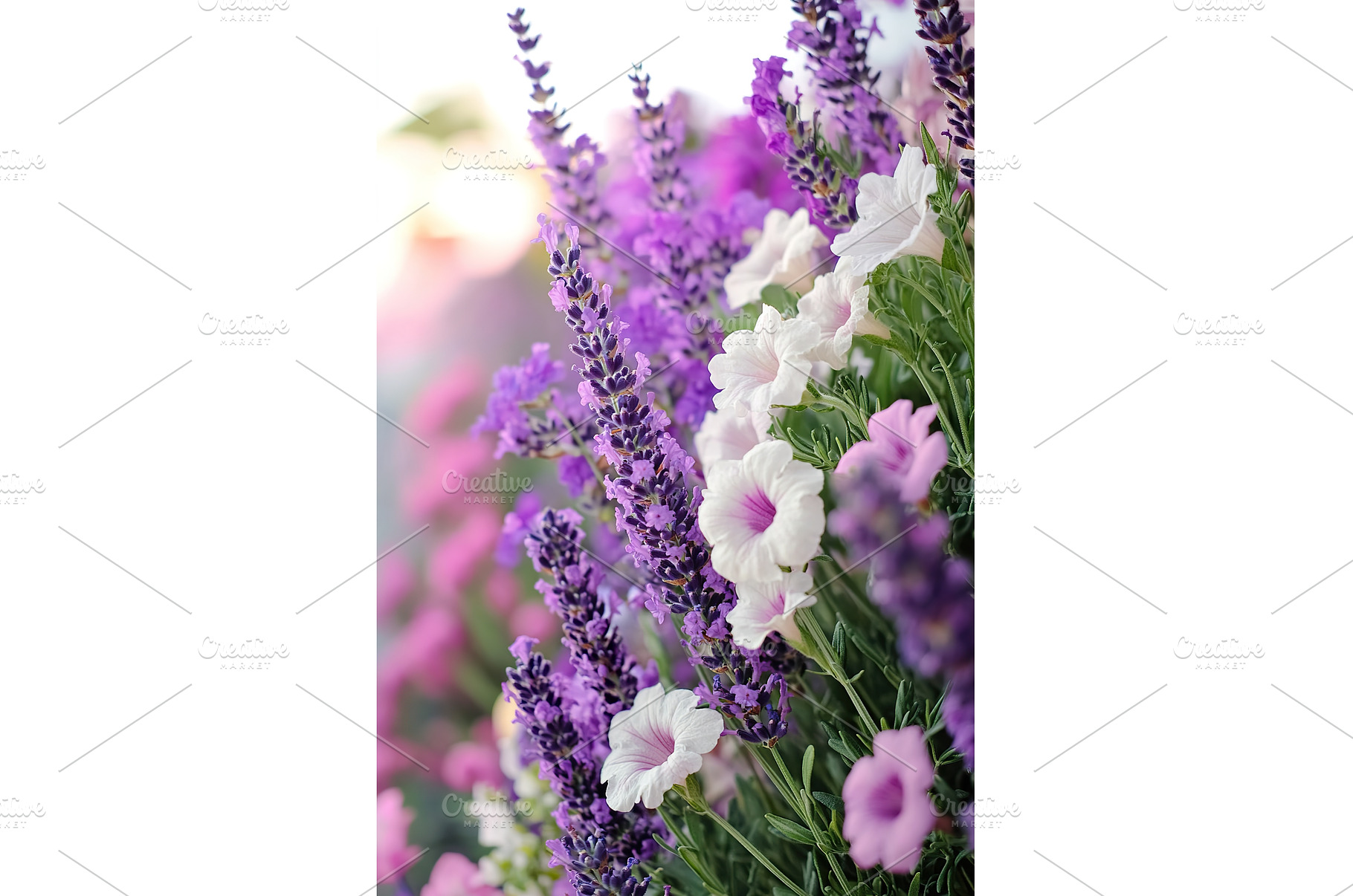Vibrant lavender and petunias, a Nature Photo by Lermont51