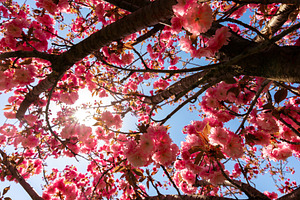 Sunlight filters through blooming cherry blossom branches, highl, a Nature Photo by Ales Munt
