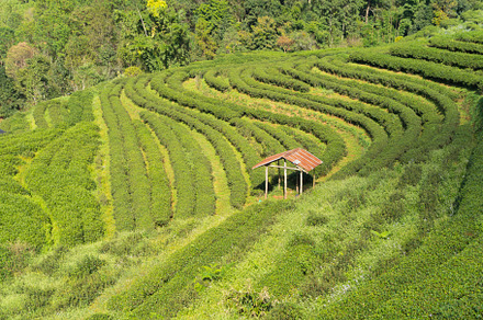 Green fresh tea or strawberry farm, agricultural plant fields in, a Background Photo by Tampatra