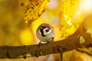 House sparrow standing on a tree.