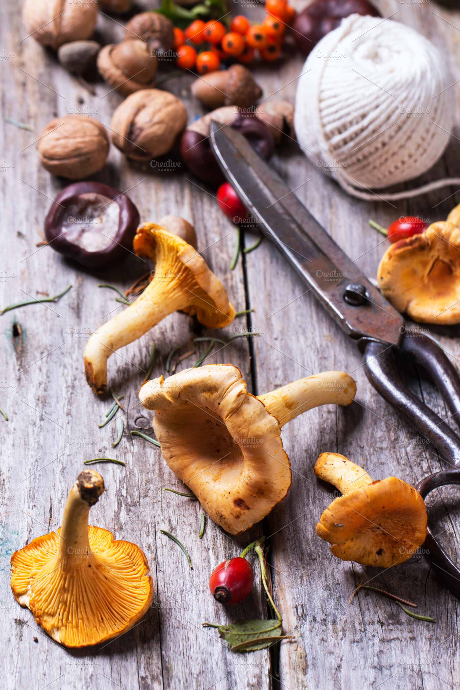 Chanterelle mushrooms containing mushrooms, mushroom, and forest