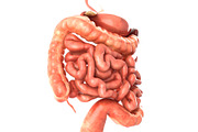 Digestive system. Animated, a Characters & Person 3D Model by konstantin.ermolaev (Thumbnail 2 of 9)