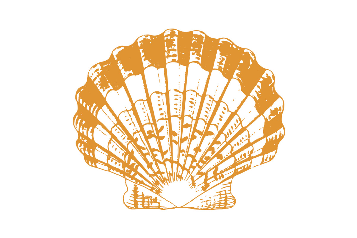 Vector Sea Shell Illustration, an Illustration by Theresa Barba