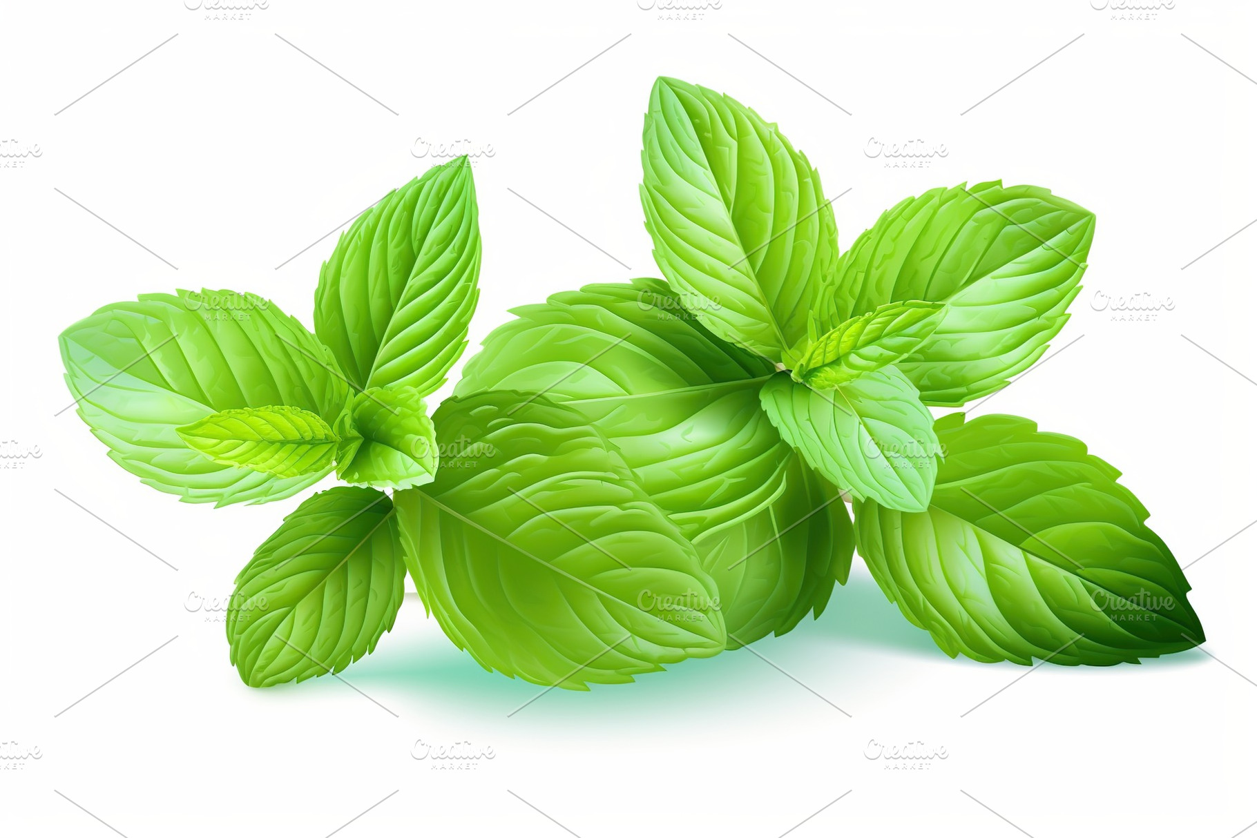 Illustration of organic mint leafs on white background, a Photo by AlyaAnd