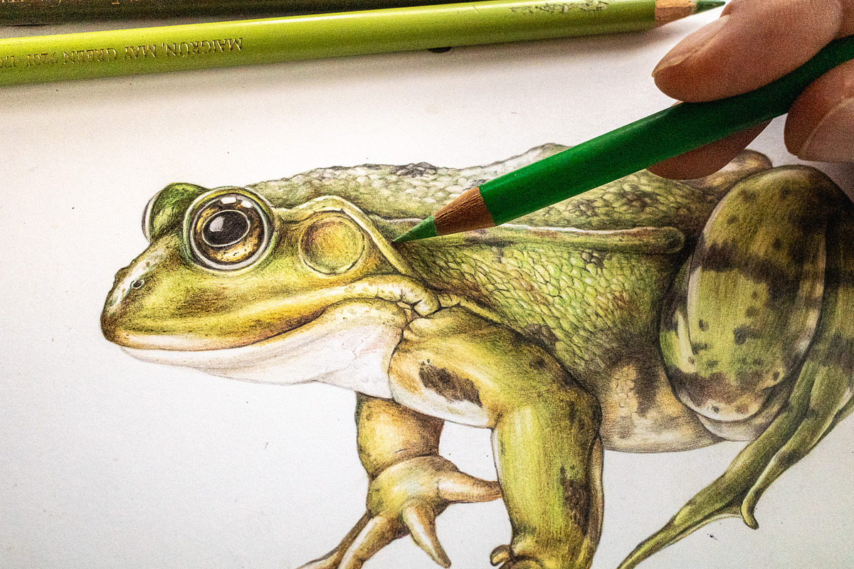 Animal Anatomy Study Pack, an Education Illustration by AnitaPol (Photo 9 of 20)