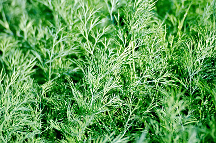 Dill green, a Nature Photo by rezkrr