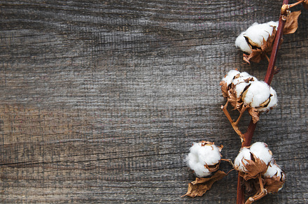 White cotton flowers featuring cotton, plant, and flower, a Nature Photo by Olena Rudo