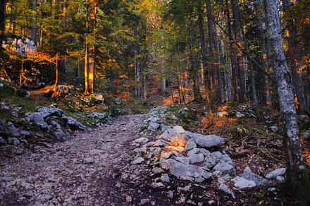 Dark And Gloomy Autumn Forest Featuring Autumn Leaves And Leaf preview 6