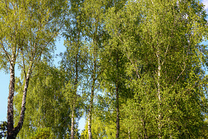 Lush green birch trees and grass on a sunny hillside under a cle, a Nature Photo by Eugene_Photo