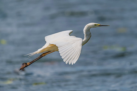White heron, Great Egret, fly on the lake background. Water bird