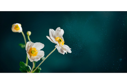Gentle white flowers Anemone