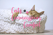 Aloha Miaw Script Font, a Script Font by Formatika Studio (Thumbnail 3 of 6)