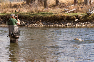 Fly fishing in the yampa river stock photo containing fly angler and fly