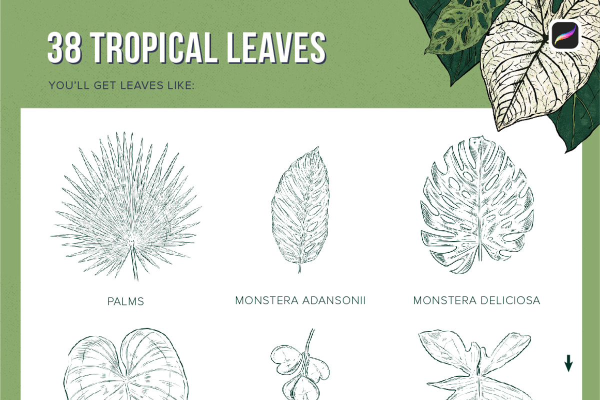 Tropical Stamp Brushes for Procreate, a Brush Add-On by Riveros Illustration (Photo 3 of 14)