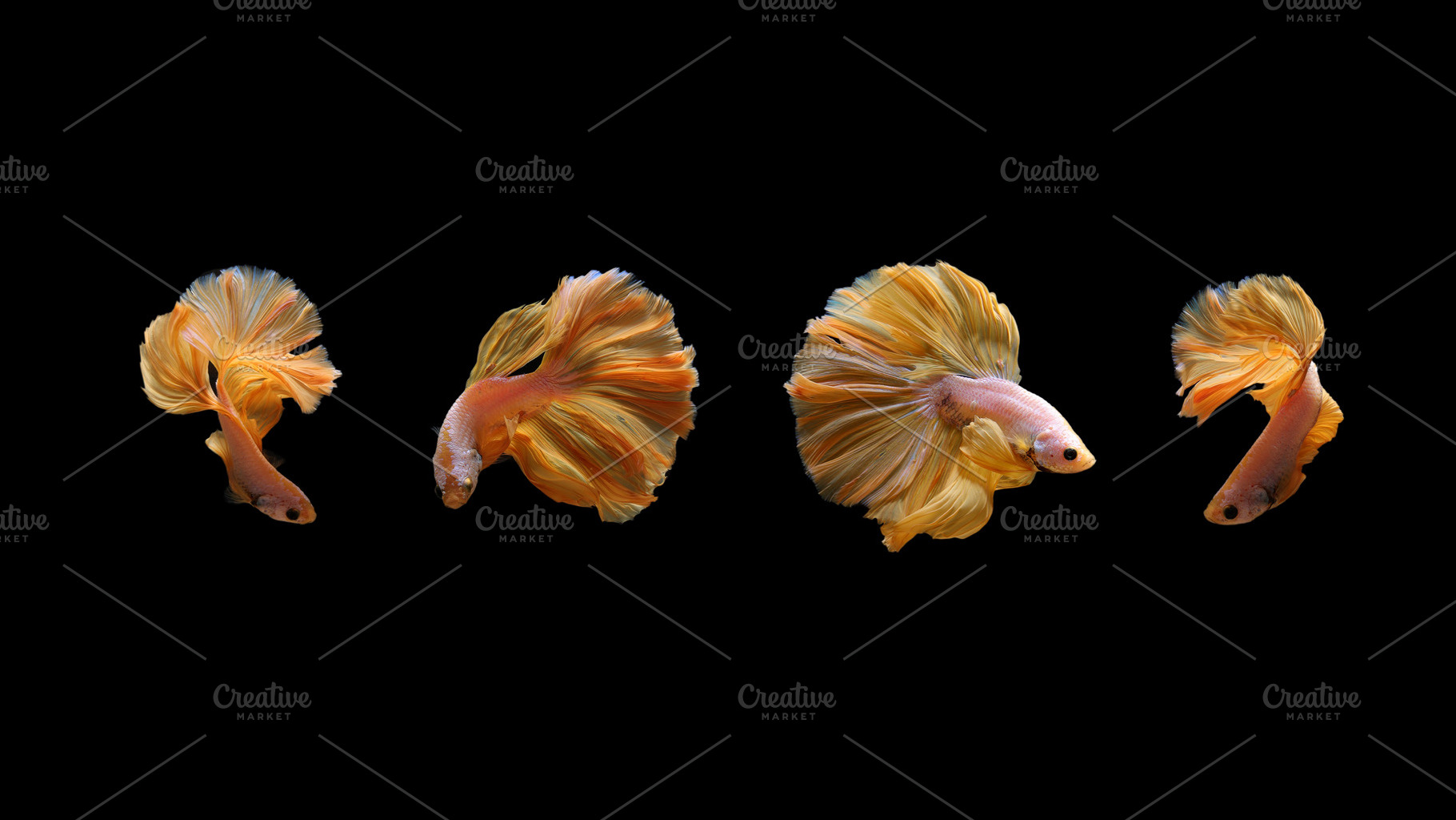 Yellow gold color of siamese fightin featuring colors, half moon, and koi, an Animal Photo by coffeelover