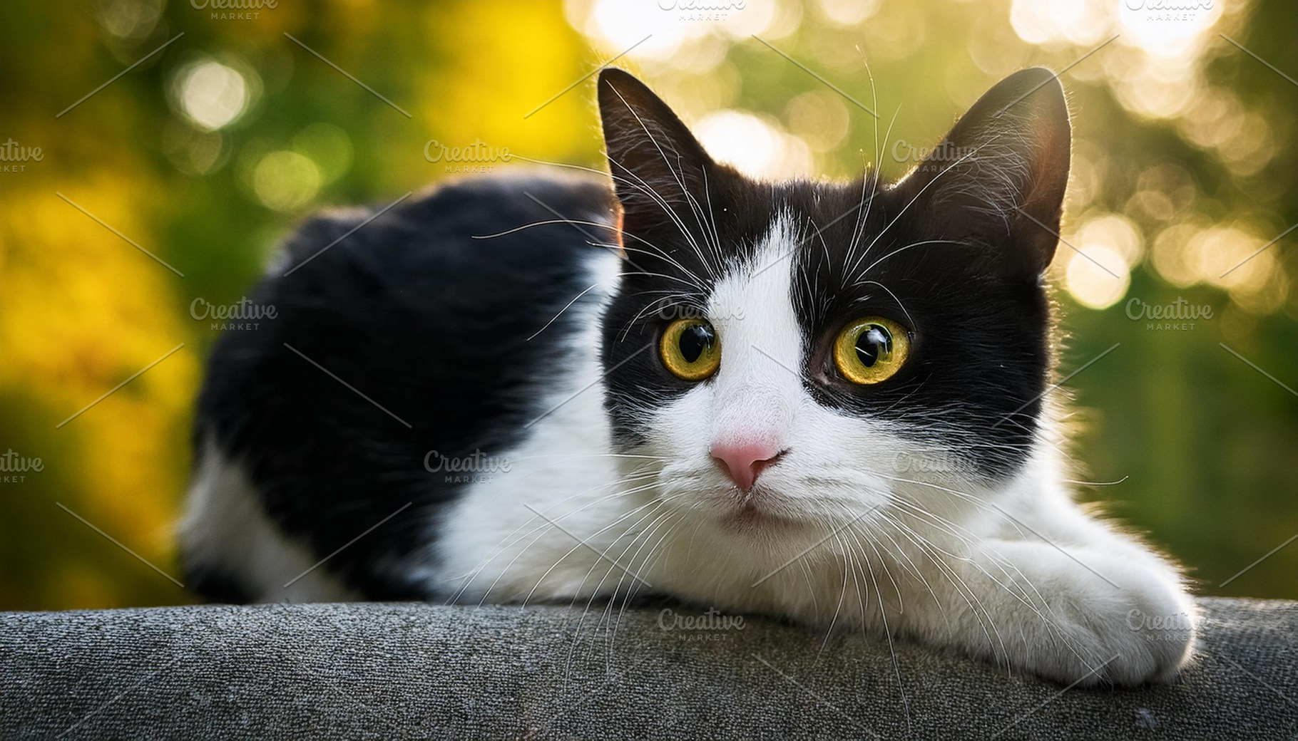 black white cat pet, AI generated, a Photo by WorldPhotos