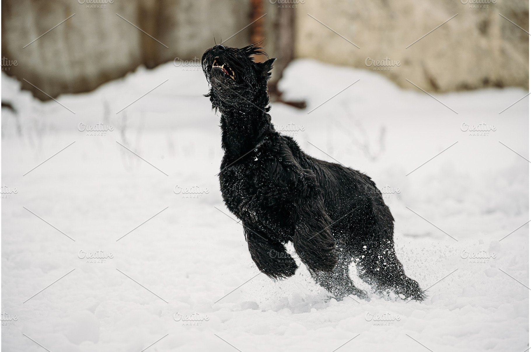 Funny Young Black Giant Schnauzer Or, an Animal Photo by Our Amazing World