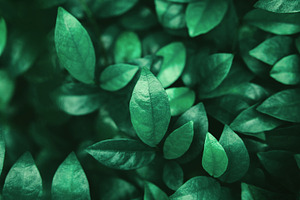 Natural Leaf Texture Background. Closeup of Green Leaf Surface., a Photo by salmon.black