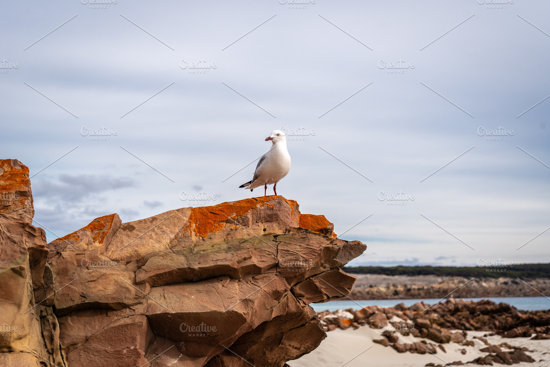 Seagull perched on coastal rock at Stokes Bay Beach, Australia, an Animal Photo by GoodGoods