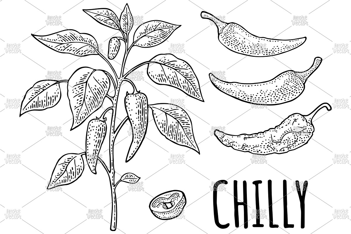 Branch chili plant Vintage engraving, a Food Illustration by MoreVector (Photo 3 of 5)