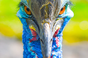 Southern cassowary, Casuarius