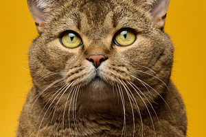 Close-up of the face of a Scottish straight-eared shorthair cat, an Animal Photo by ndanko