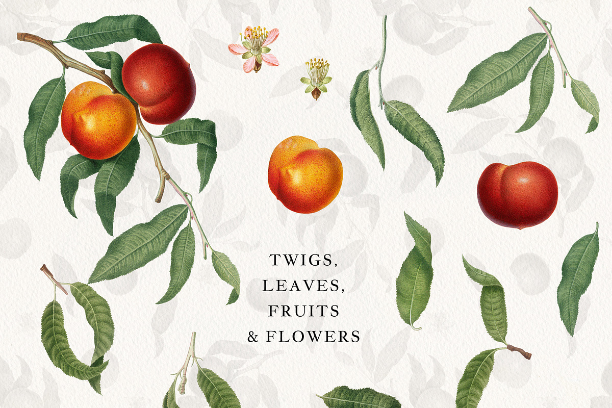 Vintage Peach Graphic Collection #01, a Decorative Illustration by Olga Begak Art & Design (Photo 2 of 9)