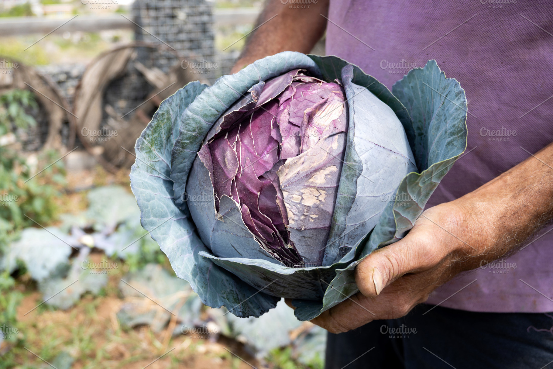 Farmer holding a freshly harvested red cabbage in the garden, a Food & Drink Photo by etorres69