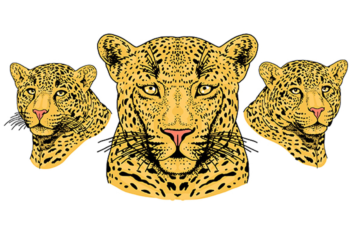 LEOPARD, an Animal Illustration by Tanya Akhmett (Photo 8 of 9)