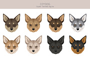Coydog. Coyote - Domestic dog mix, an Animal Illustration by pet design shop (Thumbnail 5 of 6)