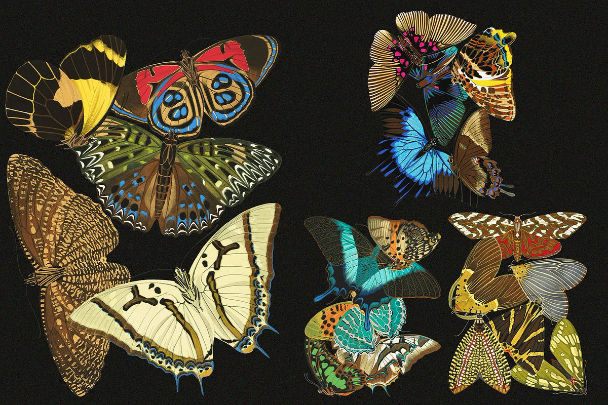 E.A. Séguy HQ Clipart Bundle, an Animal Illustration by Digital Museum (Photo 7 of 10)