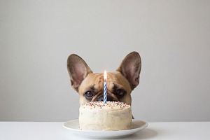 Cute French Bulldog & birthday cake, an Animal Photo by Virgo Studio