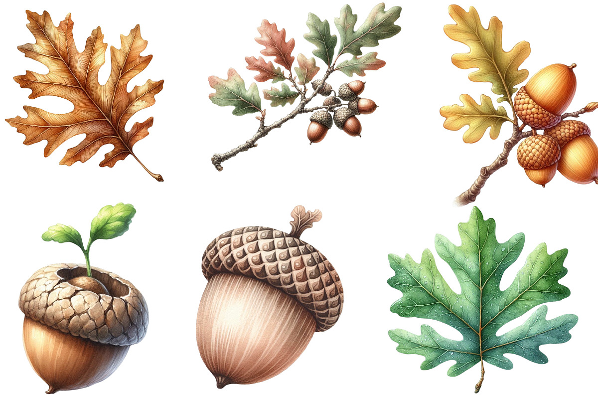 Watercolor Acorns & Oak Leaves PNG, an Illustration by Designking (Photo 2 of 4)