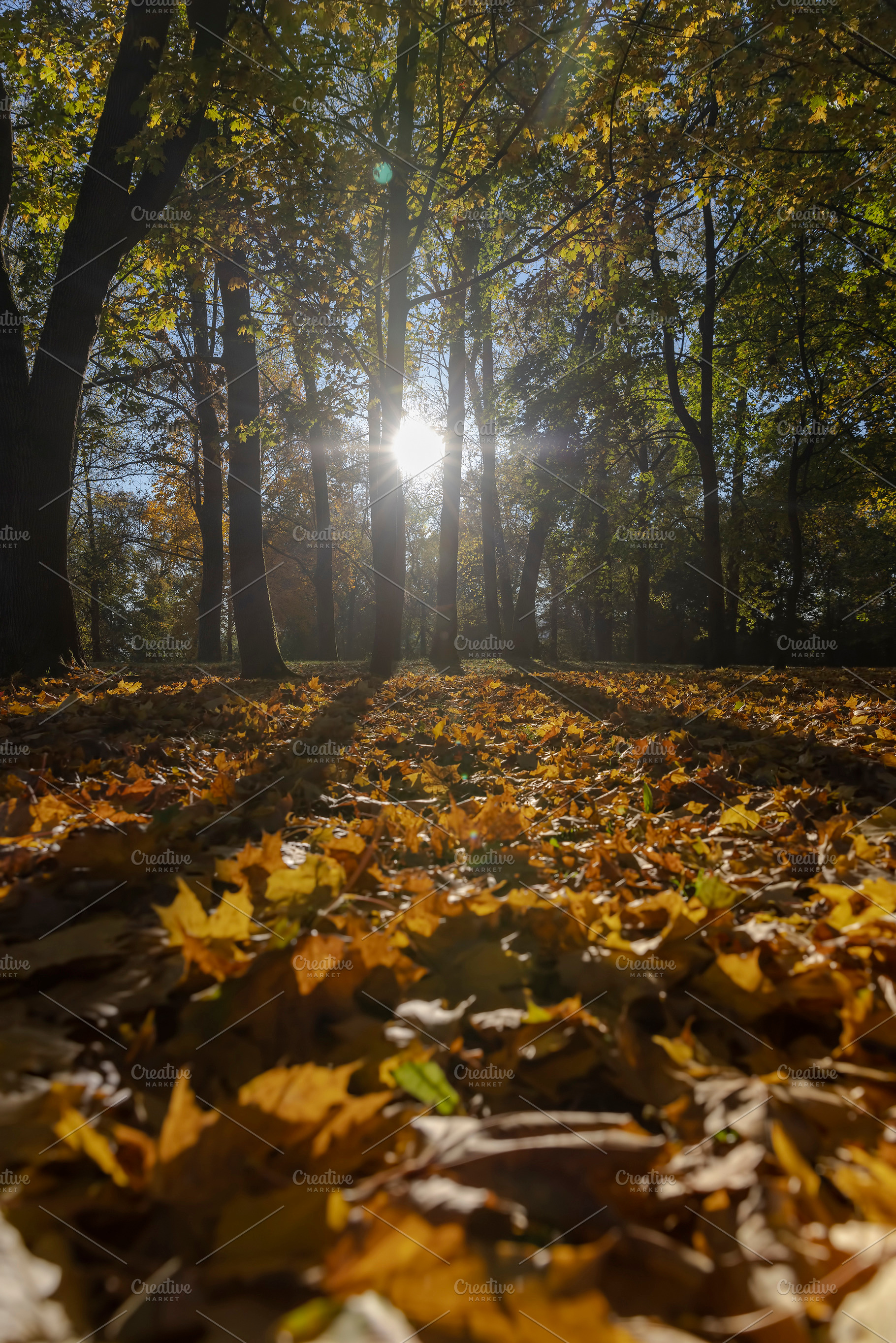 sunny day in the park during the autumn leaf fall, The sun illuminates the tree, a Photo by rsoollAI