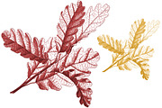 88 Skeleton Leaves PNG, an Object Graphic by Alexandra Fulger (Thumbnail 4 of 6)