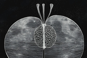 Abstract graphic art fruit, biology, an Education Illustration by Sybillla
