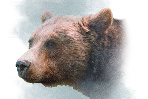 Portrait of a Grizzly Bear in color