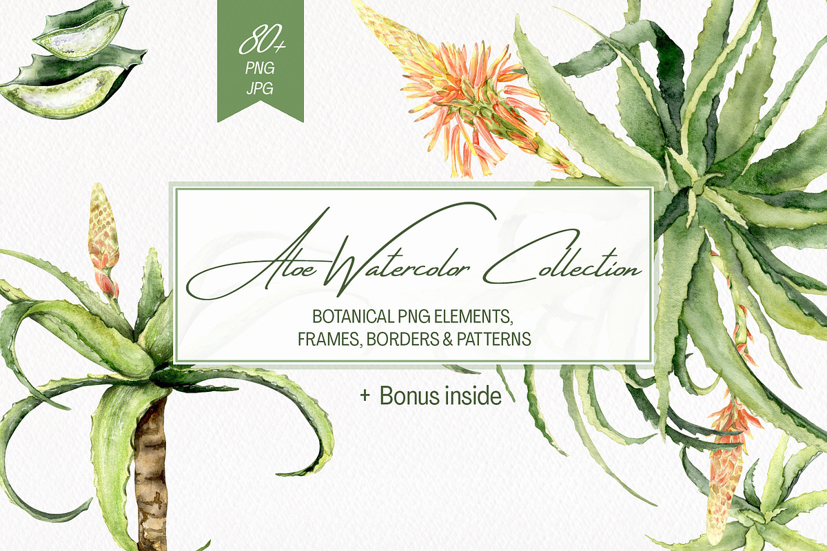 Aloe Watercolor Collection, a Decorative Illustration by WatercolorElena (Photo 1 of 11)