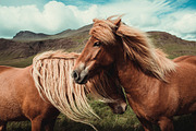 Mega Bundle Lightroom Presets, an Action Add-On by I & M Lightroom Presets (Thumbnail 3 of 10)