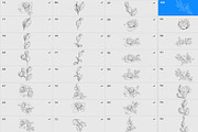 Procreate flower stamp, peony brush, a Brush Add-On by AnnaPolitmerskaja (Thumbnail 5 of 5)