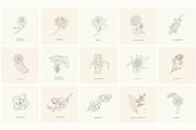 Birth-Flowers. Trendy Plants, Logos, a Seasonal Illustration by Designwork (Thumbnail 18 of 21)