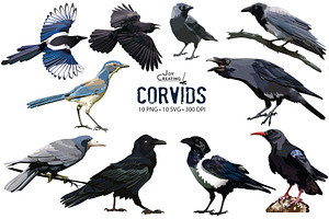 Realistic Raven and Crow Clipart