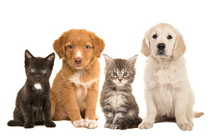 Group kittens and puppies, an Animal Photo by Elles Rijsdijk