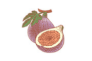 Fresh, ripe figs, a Food Illustration by Irina Trusova (Thumbnail 2 of 3)