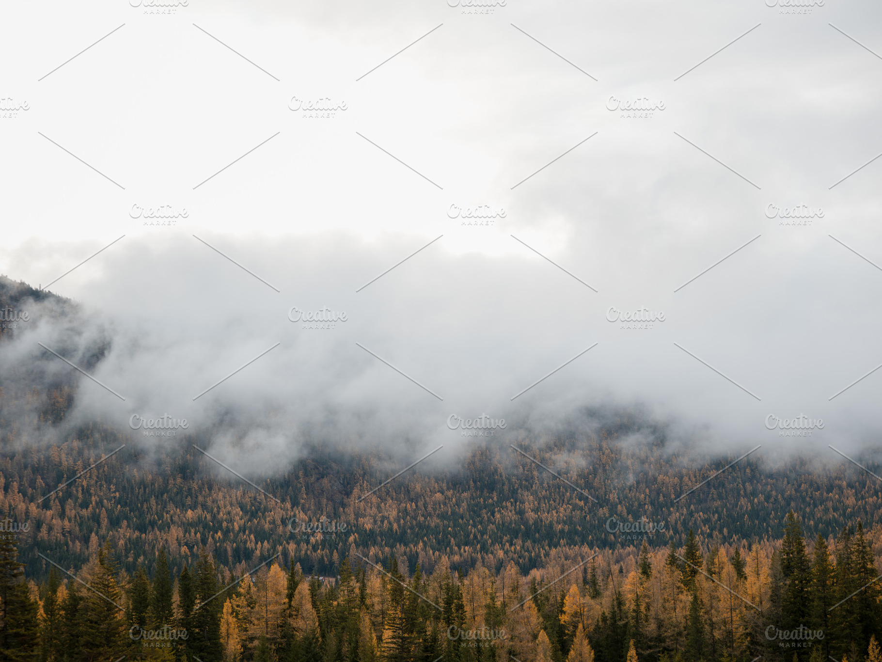 Foggy Forest Landscape in Mountains, a Photo by Fascinadora